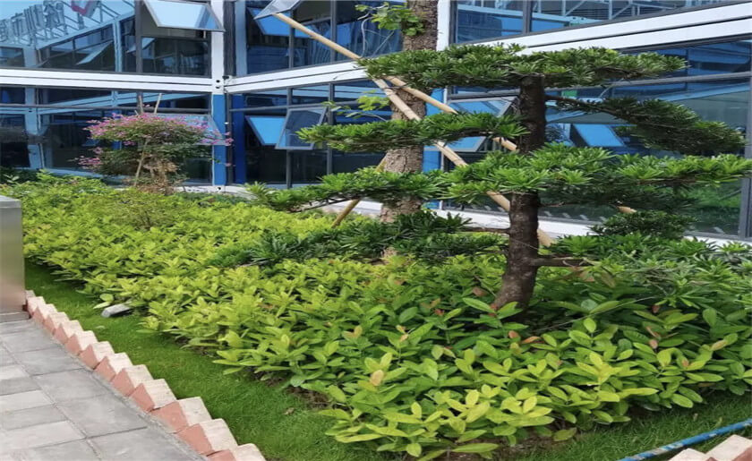 哈爾濱工業(yè)大學(xué)(深圳)工程案例